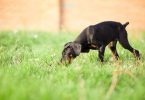 How to Identify and Treat Ant Bites and Stings in Dogs