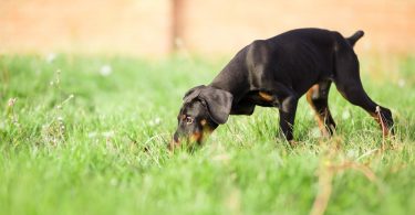How to Identify and Treat Ant Bites and Stings in Dogs