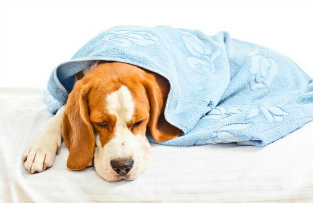 How to Protect Your Pet: Common Causes of Sudden Death