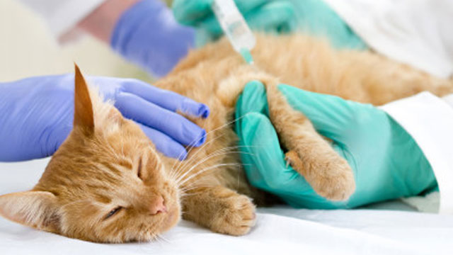 How to Protect Your Pet: Common Causes of Sudden Death