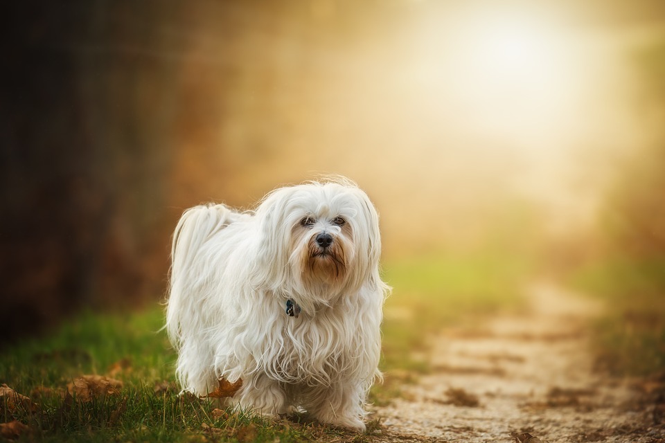 How to Protect Your Pet: Common Causes of Sudden Death