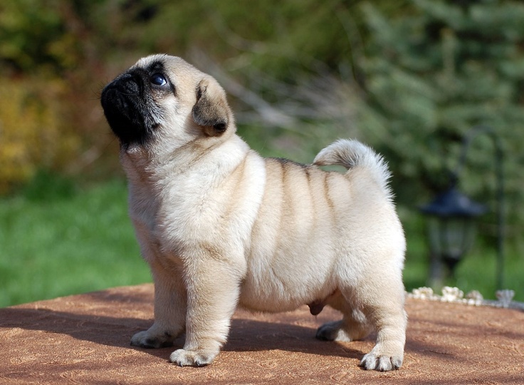 Top 10 Names For Pugs