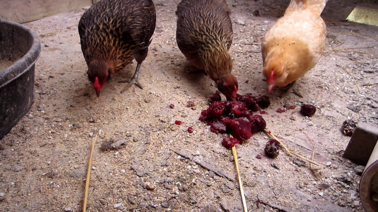 Can Chickens Eat Cherries