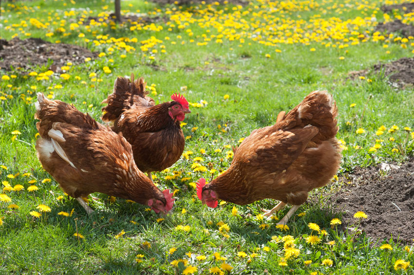 Can Chickens Eat Pears