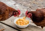 Can Chickens Eat Squash