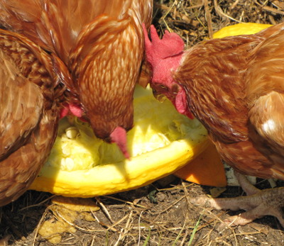 Can Chickens Eat Squash