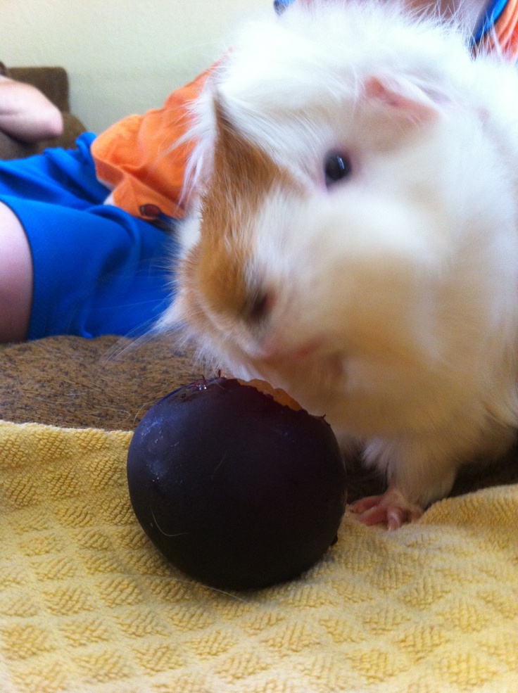 Can guinea hot sale pigs eat plums