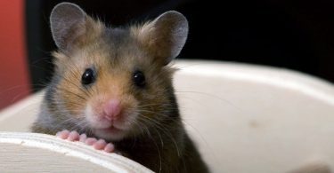 Can Hamsters Eat Ham