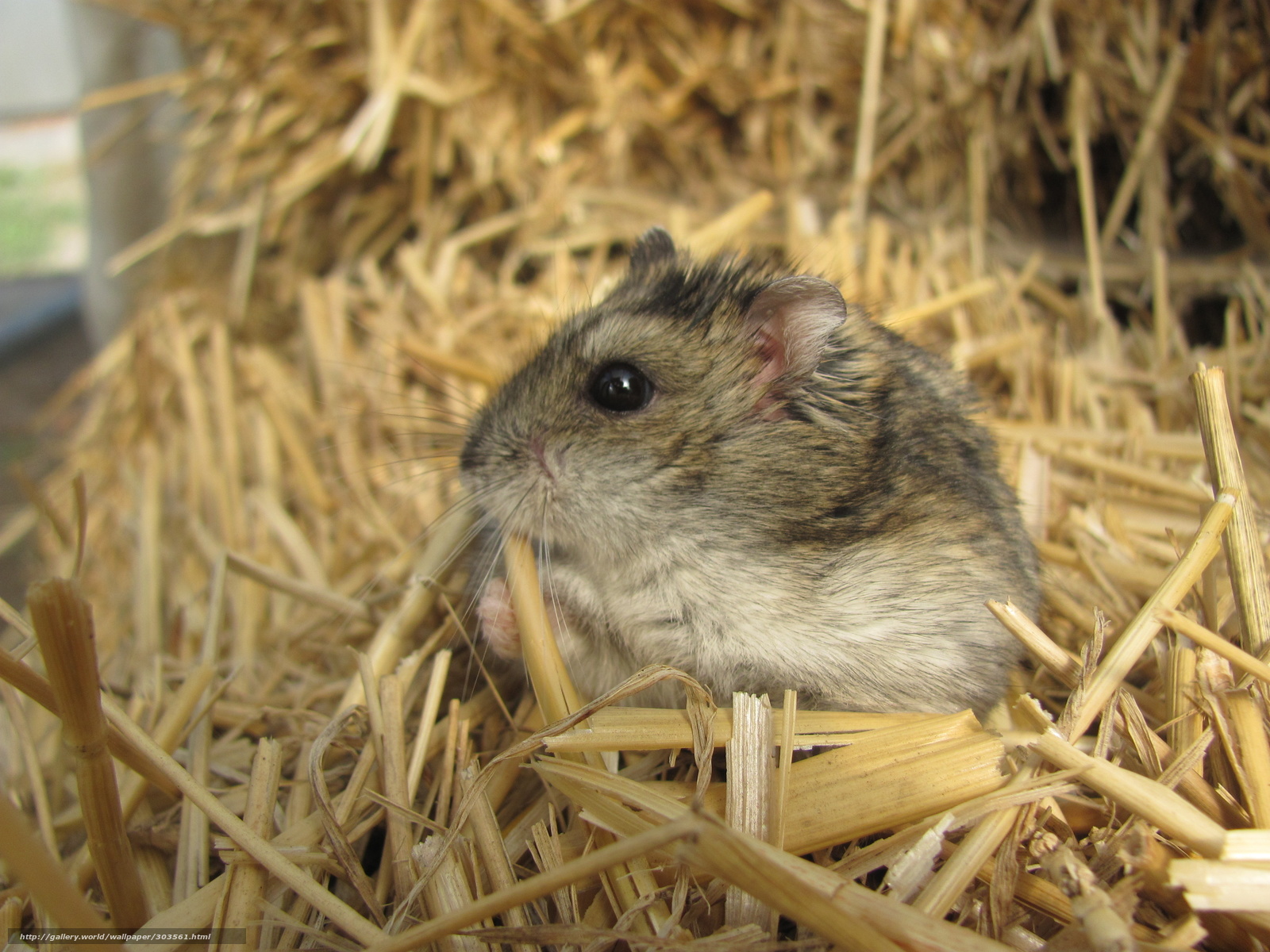 Can Hamsters Eat Hay