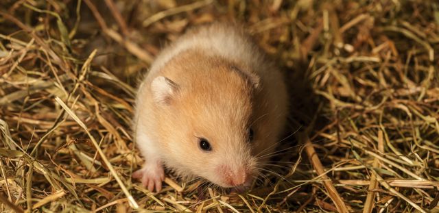 Can Hamsters Eat Hay