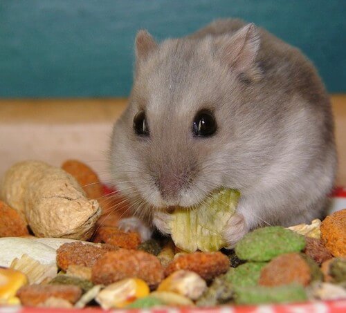 Can Hamsters Eat Nuts