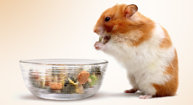Can Hamsters Eat Nuts