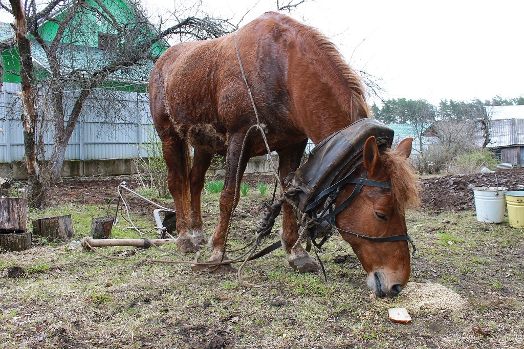 Can Horses Eat Bread