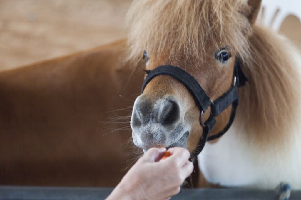 Can Horses Eat Oranges