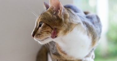 Cat Bite Abscess Treatment at Home