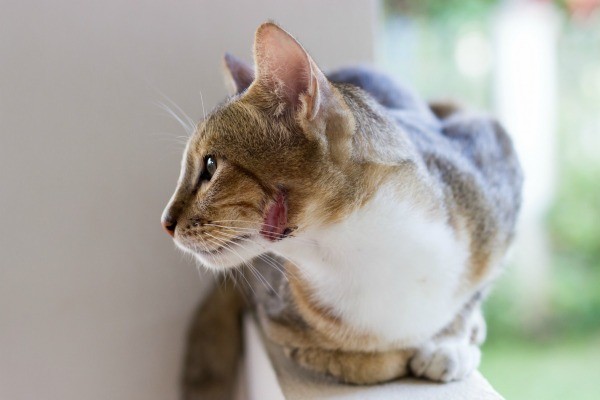 Cat Bite Abscess Treatment at Home