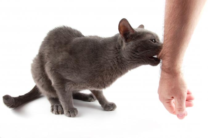 Cat Bite Treatment Guidelines