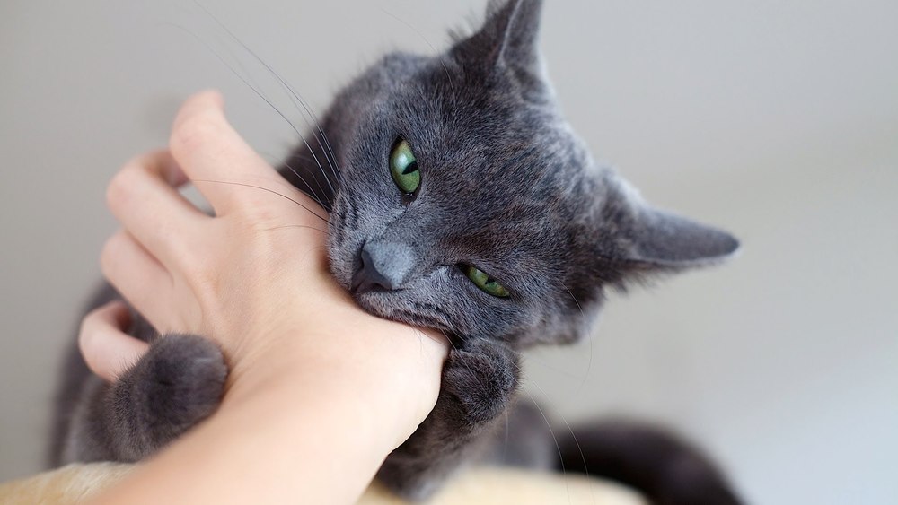 Cat Bite Treatment Guidelines