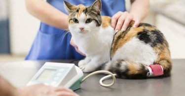 Cat Epilepsy Treatment