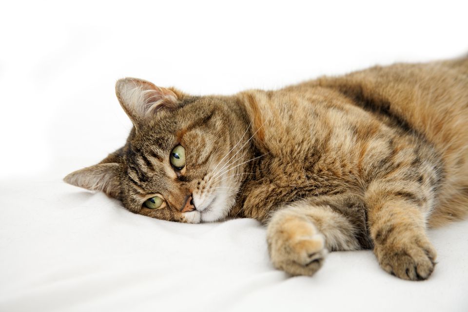 Cat Epilepsy Treatment