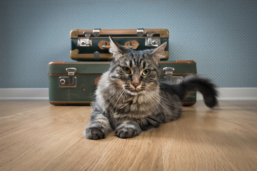 Cat Advice Moving House