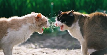Cat Behaviour After Fight