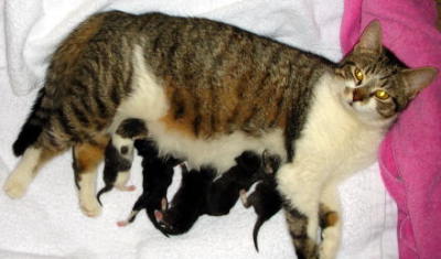 Cat Birth Tips