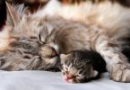 Cat Birth Tips
