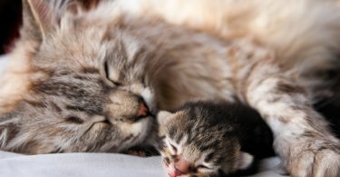 Cat Birth Tips