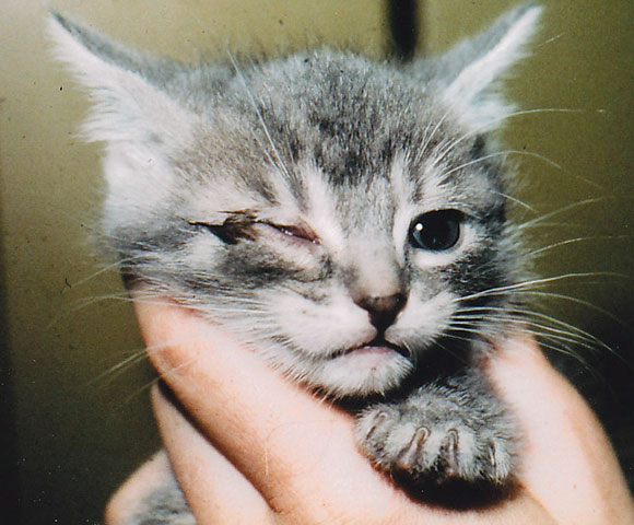 Cat Conjunctivitis Treatment Over The Counter