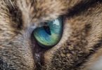 Cat Conjunctivitis Treatment Over the Counter