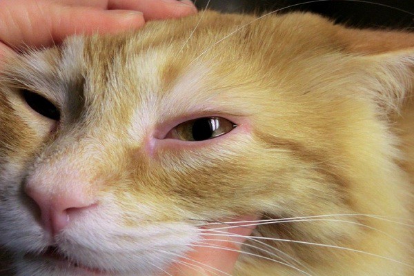 Cat Conjunctivitis Treatment Over the Counter