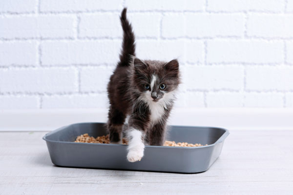 Cat Diarrhea Treatment Over the Counter