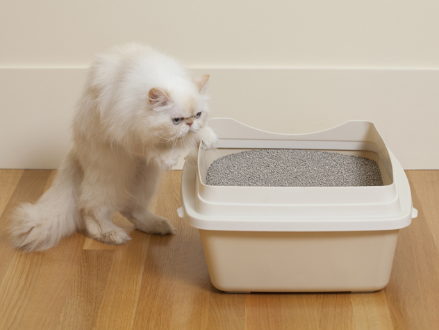Cat Litter Box Health Risks