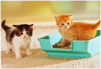 Cat Litter Box Health Risks