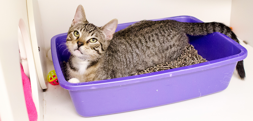 Cat Litter Box Health Risks