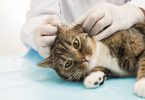How to Prevent Ear Mites in Cats