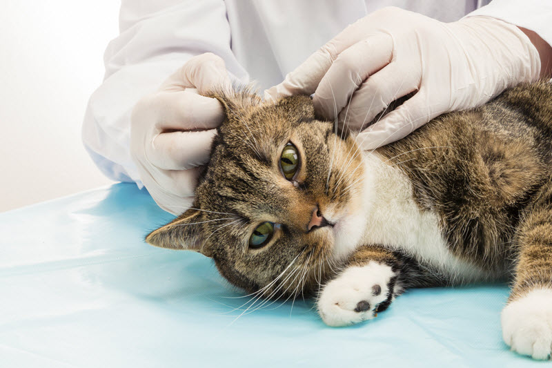 How to Prevent Ear Mites in Cats