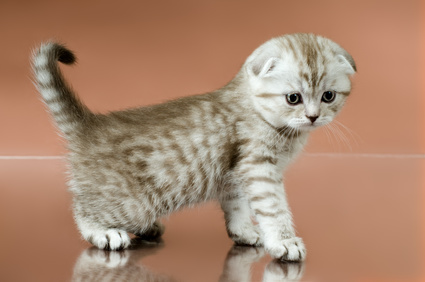 Scottish Fold Cat Health Problems