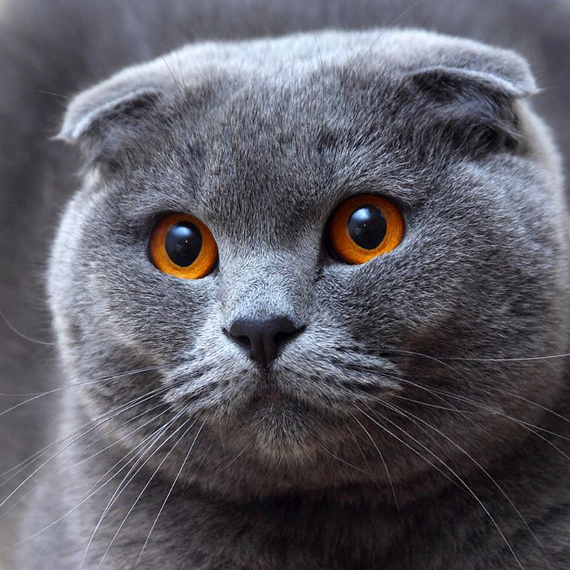 scottish-fold-cat-health-problems