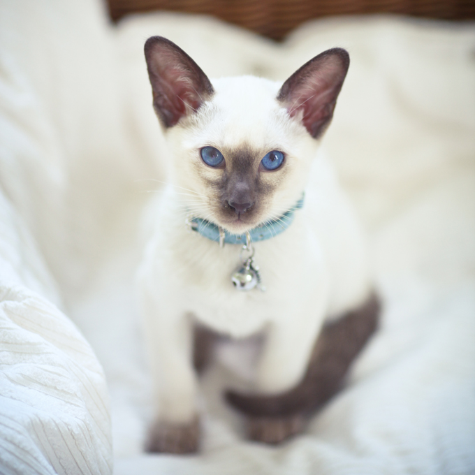 Siamese Cat Health Problems