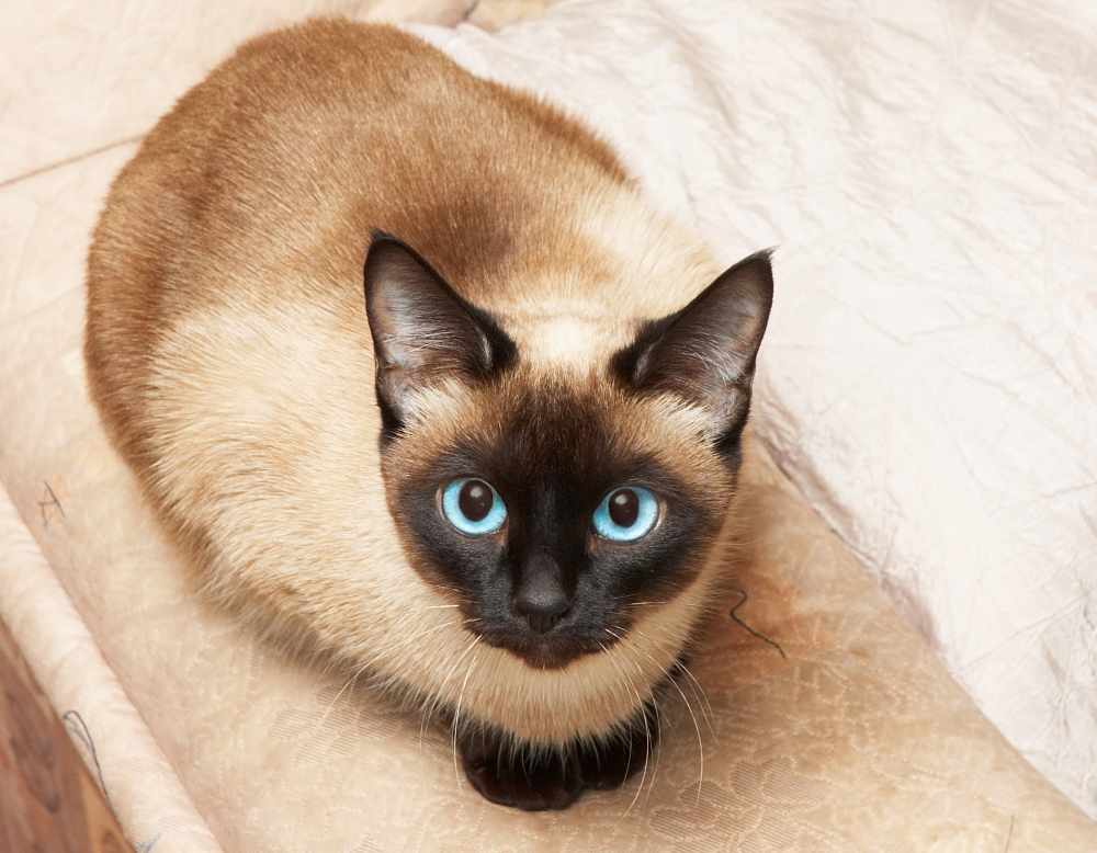 Siamese Cat Health Problems