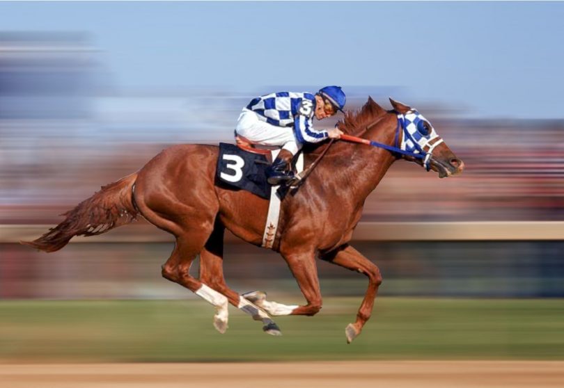 Top Ten Fastest Horses