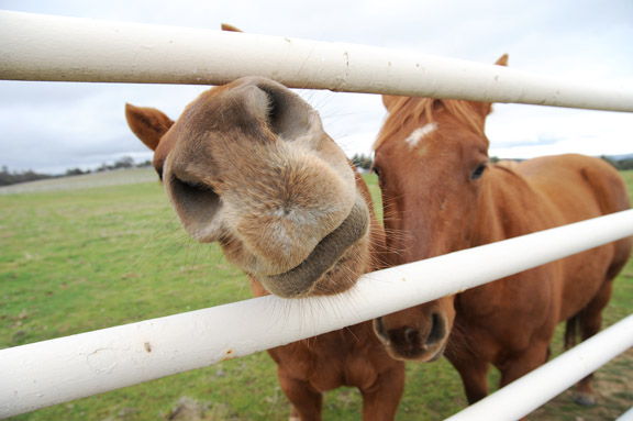 Can Horses Eat Tomatoes