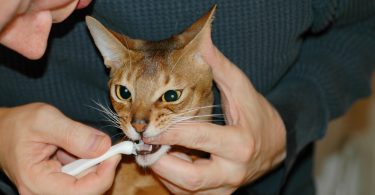 Cat Teeth Cleaning Procedure