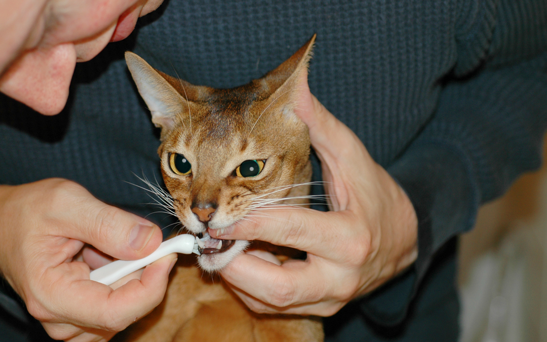 Cat Teeth Cleaning Procedure