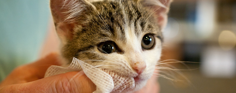 Cat Teeth Cleaning Procedure