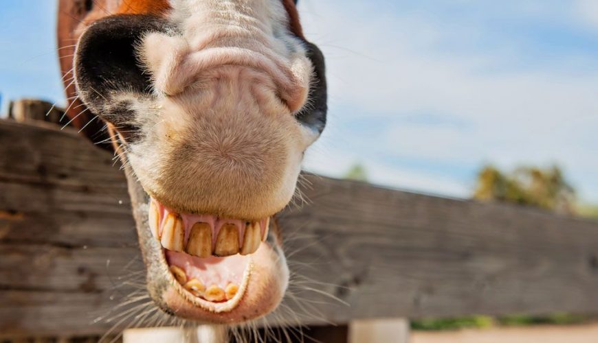 Horses Teeth Problems Symptoms