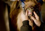 Horses Teeth Problems Symptoms