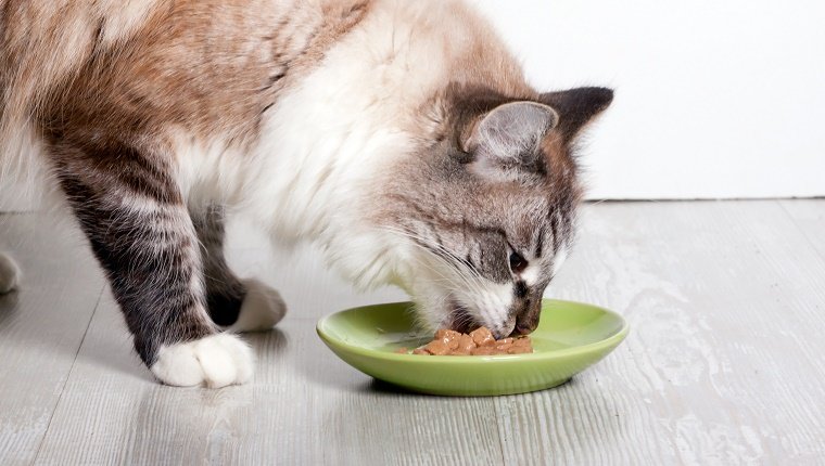 How Much Food Should a Cat Eat